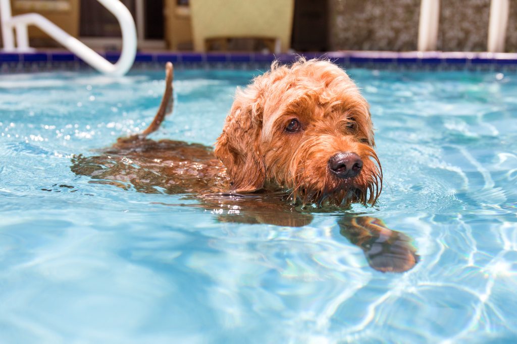 Fluffy dog swims in a pool and looks at the camera.