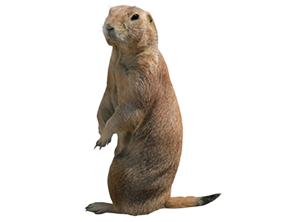 Prairie dog looks sheepishly at the camera.